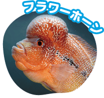 ウーパールーパー