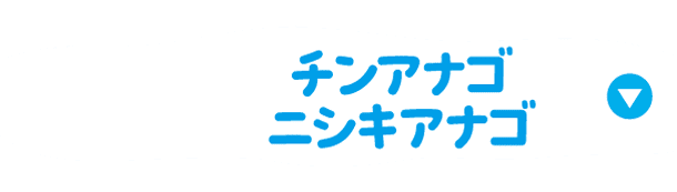 チンアナゴ ニシキアナゴ