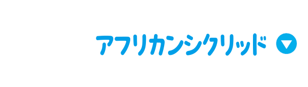 アフリカンシグリット